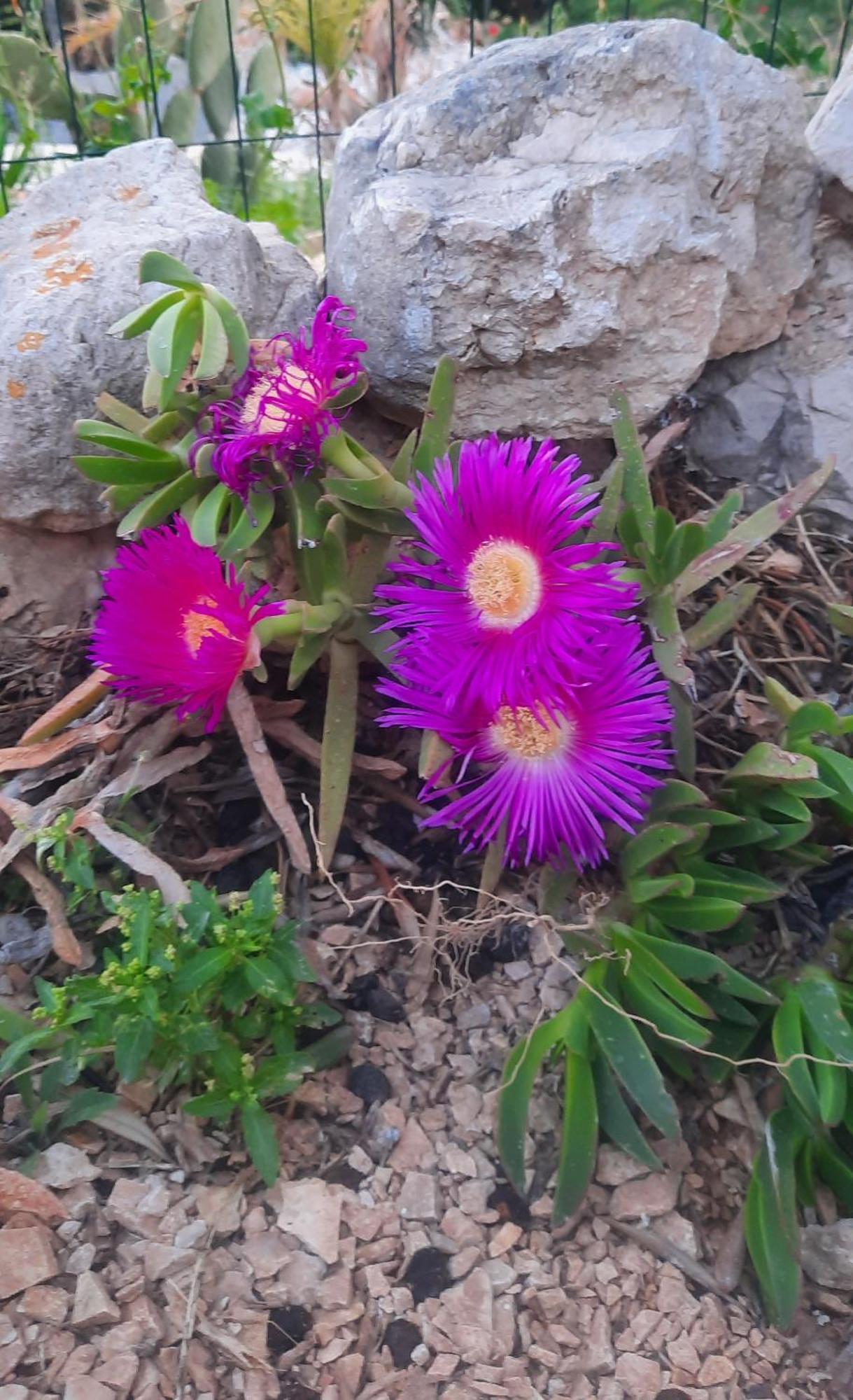 Al Ficodindia Scopello (Sicily)